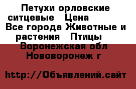 Петухи орловские ситцевые › Цена ­ 1 000 - Все города Животные и растения » Птицы   . Воронежская обл.,Нововоронеж г.